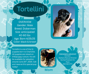 Doberman Pinscher Dogs for adoption in Rancho Cordova, CA, USA