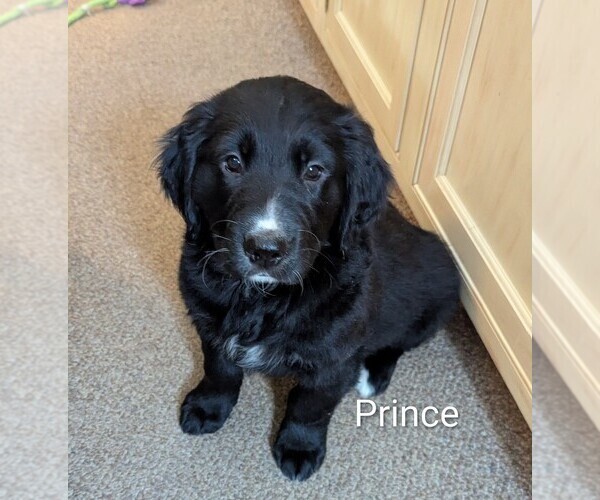 Medium Photo #2 Golden Mountain Dog Puppy For Sale in PLYMOUTH, ME, USA