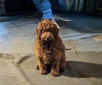 Small #1 Goldendoodle (Miniature)