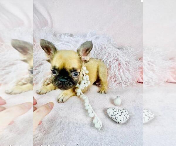 Medium Photo #7 French Bulldog Puppy For Sale in MIAMI, FL, USA