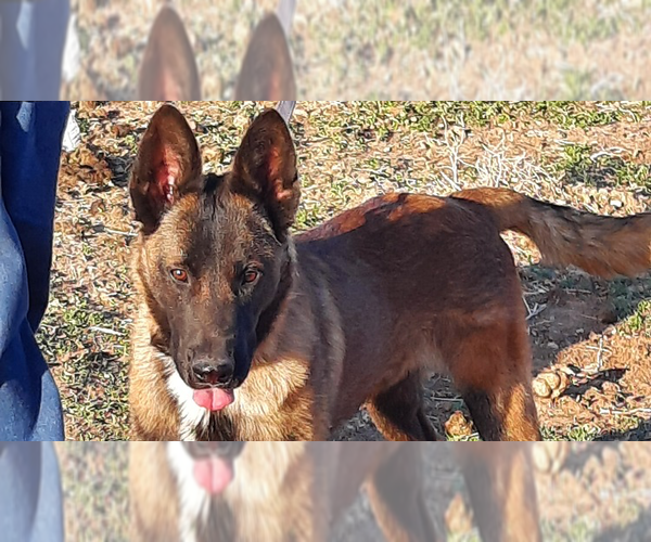 Medium Photo #1 Mutt Puppy For Sale in Imlay City, MI, USA