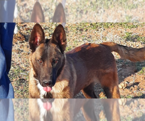 Mutt Dogs for adoption in Imlay City, MI, USA