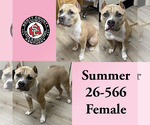 Small American Pit Bull Terrier
