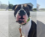 Small #3 Boxer