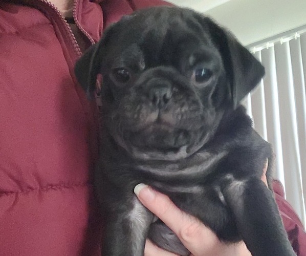Medium Photo #5 Pug Puppy For Sale in LOS ANGELES, CA, USA