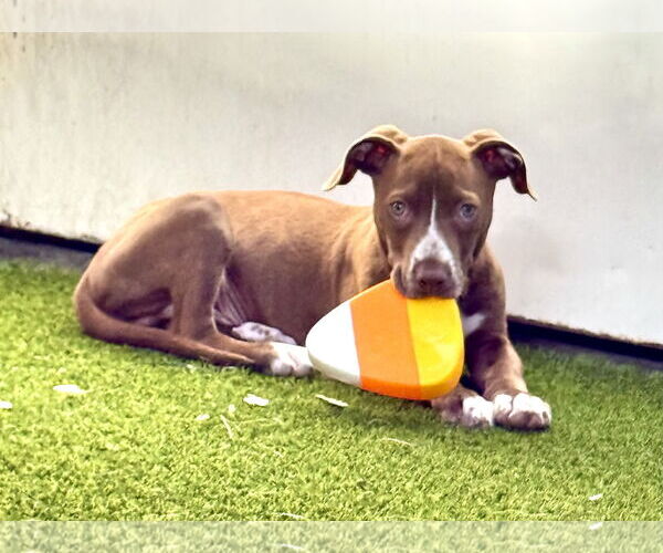 Medium Photo #3 Mutt Puppy For Sale in Mission Viejo, CA, USA