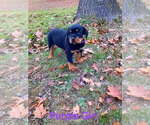 Small #4 Rottweiler