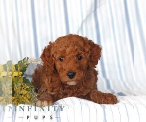 Poodle (Miniature) Puppy for sale in GAP, PA, USA