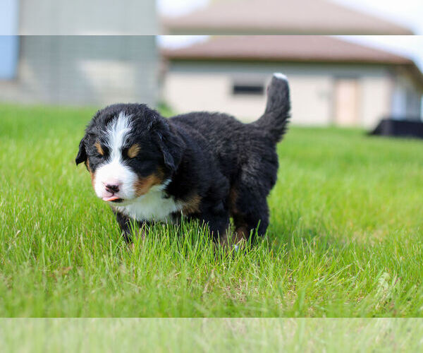 Medium Photo #12 Bernese Mountain Dog Puppy For Sale in AMANA, IA, USA
