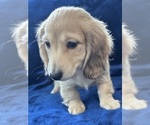Small #10 Dachshund
