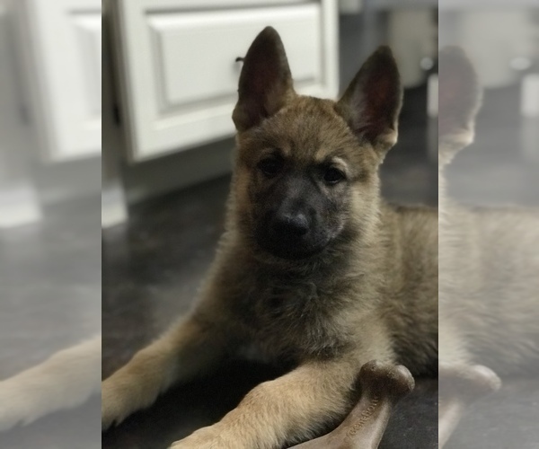 Medium Photo #41 German Shepherd Dog Puppy For Sale in ROSHARON, TX, USA