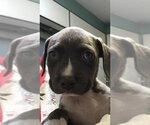 Small Photo #5 Mutt Puppy For Sale in Sanford, FL, USA