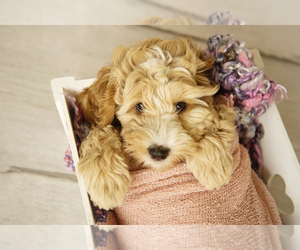 Australian Cobberdog Puppy for sale in WICHITA FALLS, TX, USA
