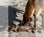 Small Photo #97 Rhodesian Ridgeback Puppy For Sale in MORONGO VALLEY, CA, USA
