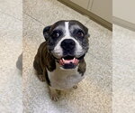 Small Boxer
