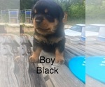 Small Photo #1 Rottweiler Puppy For Sale in PIEDMONT, AL, USA
