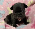 Pink - Female French Bulldog Puppy for Sale - Small photo