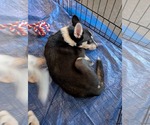 Small #10 Siberian Husky Mix