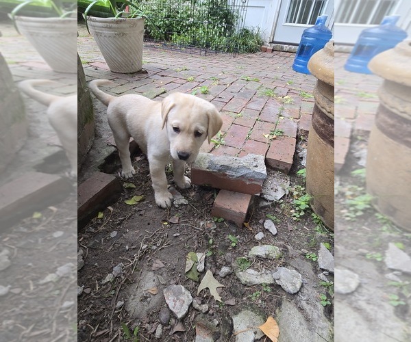 Medium Photo #24 Labrador Retriever Puppy For Sale in ELIZABETH CITY, NC, USA