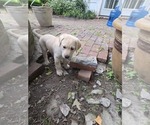 Puppy 6 Labrador Retriever