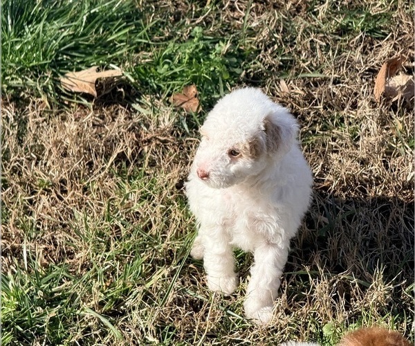 Medium Photo #8 Pom-A-Poo Puppy For Sale in OWINGS, MD, USA
