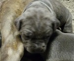 Small Photo #2 Cane Corso Puppy For Sale in WEST MONROE, LA, USA