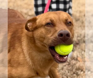 FRANKLIN - Male Unknown-Vizsla Mix Dog for Adoption - Photo #2