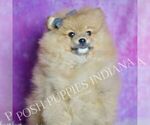 Puppy Rocky Pomeranian
