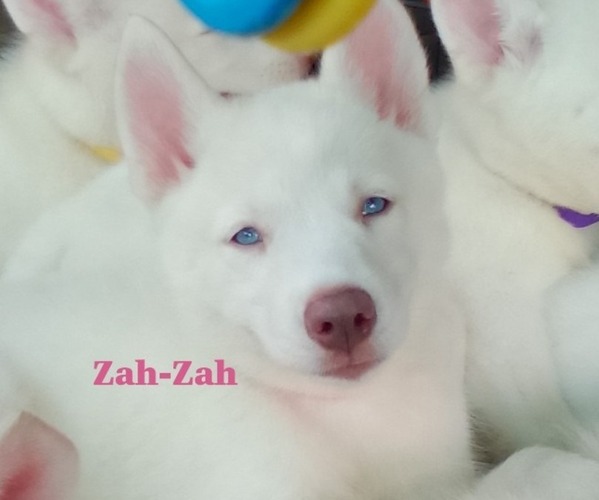 Medium Photo #1 Siberian Husky Puppy For Sale in GONZALES, LA, USA