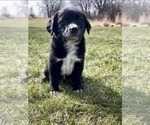 Small Photo #15 Australian Cattle Dog Puppy For Sale in RANDOLPH, WI, USA