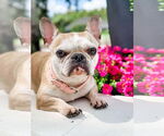 Small French Bulldog