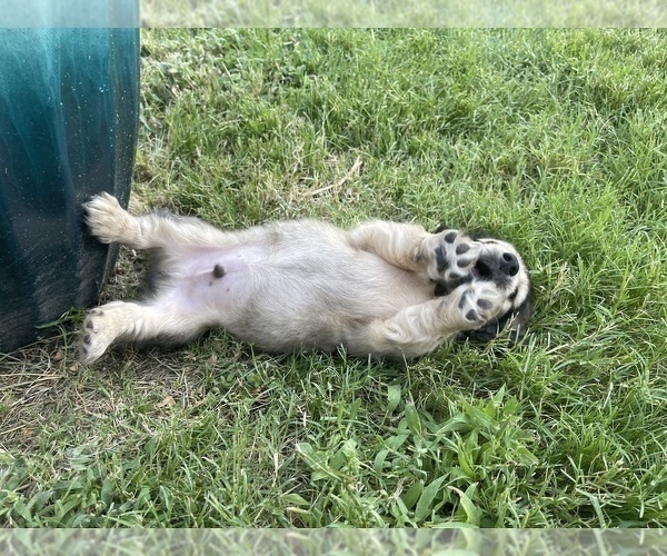 Medium Photo #15 Dachshund Puppy For Sale in SAVANNAH, TX, USA