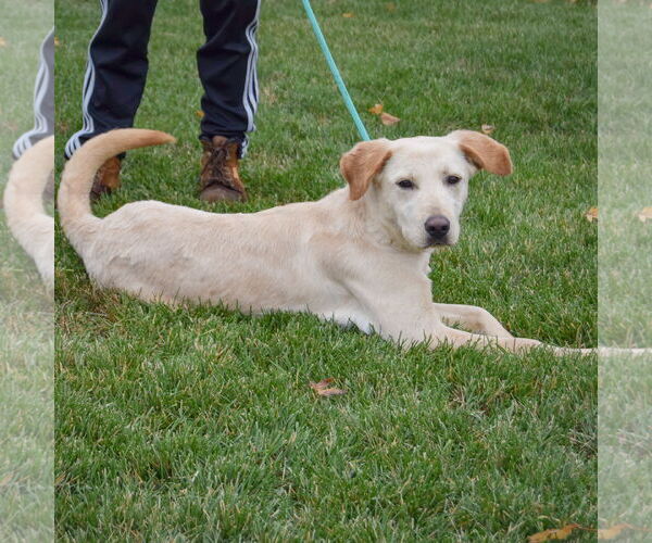 Medium Photo #3 Mutt Puppy For Sale in Huntley, IL, USA