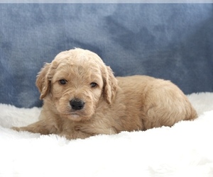 Goldendoodle Puppy for sale in CHERRY CREEK, NY, USA