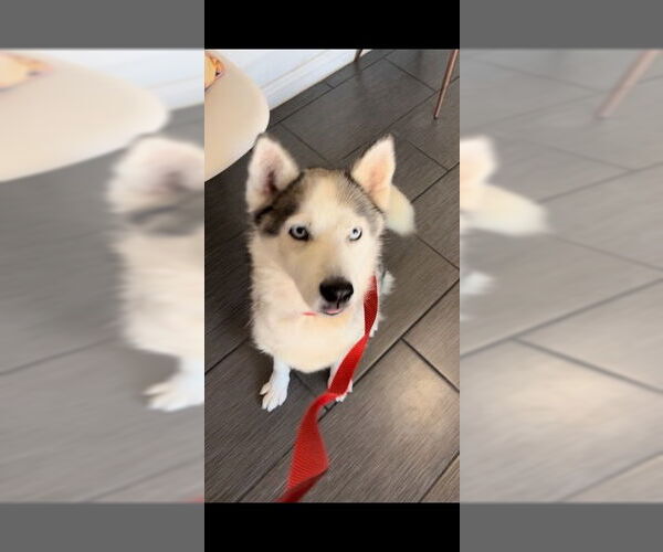 Medium Photo #2 Mutt Puppy For Sale in Woodland Hills, CA, USA