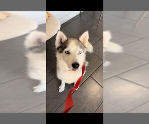 CARLY - Female Mutt Dog for Adoption - Photo #2