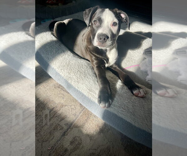 Medium Photo #35 American Pit Bull Terrier-Labrador Retriever Mix Puppy For Sale in Brewster, NY, USA