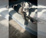 Small #34 American Pit Bull Terrier-Labrador Retriever Mix