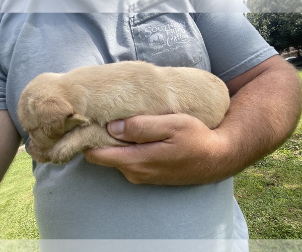 Medium Photo #13 Labradoodle Puppy For Sale in GEORGETOWN, SC, USA