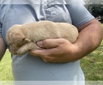 Small #12 Labradoodle