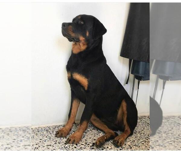 Medium Photo #10 Rottweiler Puppy For Sale in NIPOMO, CA, USA