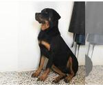 Small Photo #10 Rottweiler Puppy For Sale in NIPOMO, CA, USA