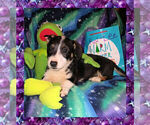 Small Photo #11 Cowboy Corgi Puppy For Sale in GALLEGOS, NM, USA