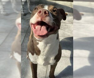 Boxer-Unknown Mix Dogs for adoption in Plainfield, IL, USA