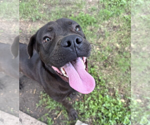 Medium Photo #7 Labrador Retriever-Unknown Mix Puppy For Sale in Houston, TX, USA