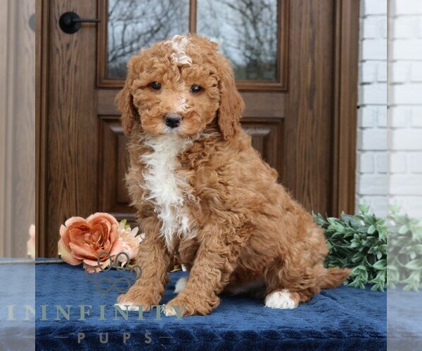 Medium Photo #1 Goldendoodle (Miniature) Puppy For Sale in NARVON, PA, USA