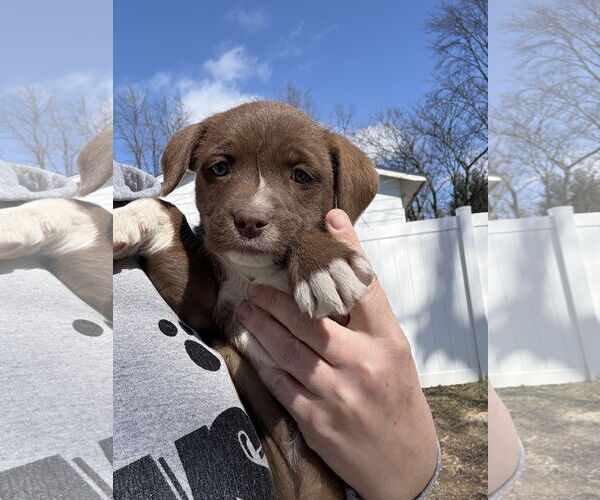 Medium Photo #2 Aussiedoodle Puppy For Sale in Fenton, MO, USA