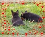 Small Photo #66 Pembroke Welsh Corgi-Scottish Terrier Mix Puppy For Sale in GREELEY, CO, USA