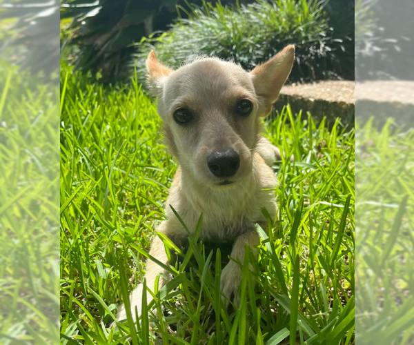 Medium Photo #10 Chihuahua-Unknown Mix Puppy For Sale in Cranston, RI, USA