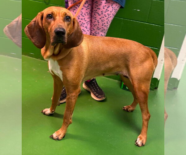 Medium Photo #1 Bloodhound-Unknown Mix Puppy For Sale in Rustburg, VA, USA